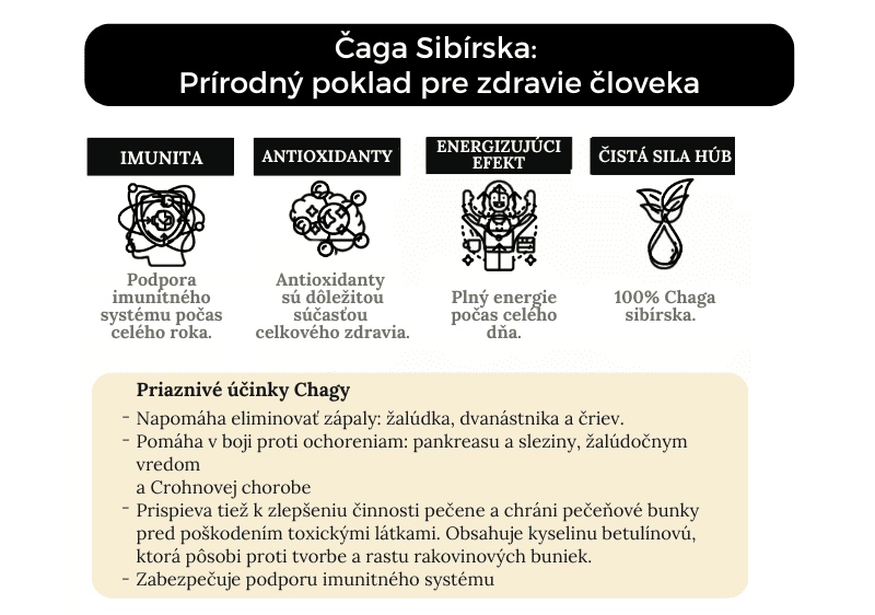 chaga Sibírska Prírodný poklad pre zdravie človeka