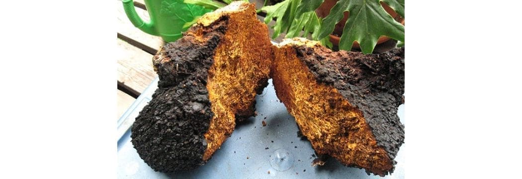 chaga
